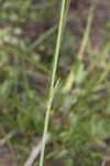 Southern rattlesnake master